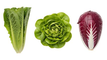 Close-up of three types of fresh leafy green vegetables romaine lettuce, butterhead lettuce, and red radicchio