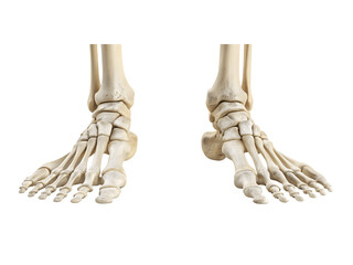 Human feet bones isolated on transparent background