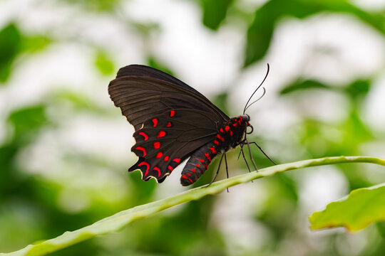 Parides photinus, the pink spotted cattleheart butterfly, Papilionidae family sitting on green leaf in garden background. Butterfly with black and red wings close up, macro.