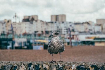 A seagull stands on a stone wall along the Brighton seafront, with the urban skyline of the British coastal city visible in the background. Brighton, UK