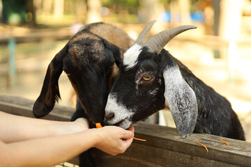 Two goats being hand-fed at a petting zoo