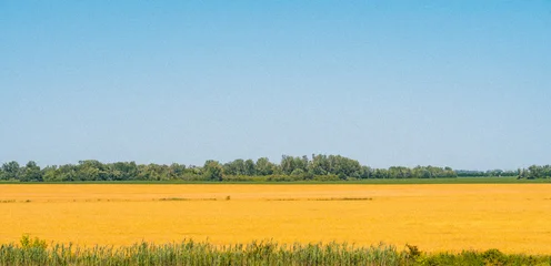 Fotobehang Blauwe hemel Grainy textured landscape with a yellow cereal field.  © Barillo_Images