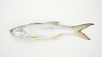 Yellow Croaker Fish, Ikan Ekor Kuning, isolated on white background