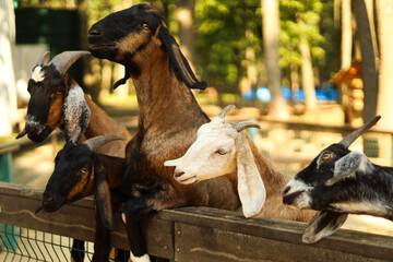 Group of goats gathered together near a wooden fence