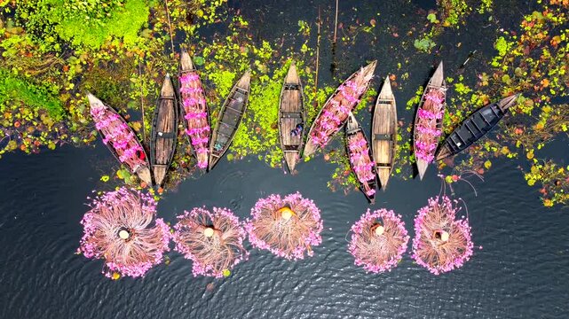 Barishal, Bangladesh - 11 September 2025: Aerial view of boats laden with vibrant pink water lilies contrasting against the dark water and lush green vegetation.