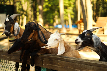Group of goats gathered together near a wooden fence