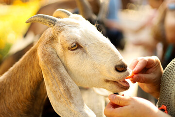 Goat eating a carrot from hand at a farm