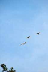 birds in flight