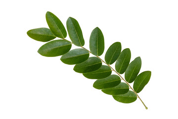 Cut out bouquet of nature tropical fresh green leaves object on greenery season