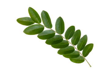 Cut out bouquet of nature tropical fresh green leaves object on greenery season