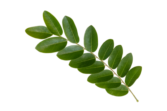 Cut out bouquet of nature tropical fresh green leaves object on greenery season