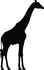 African giraffe silhouette wildlife animal safari illustration vector vector