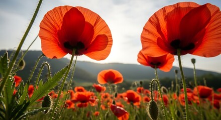 Obraz premium Vibrant Red Poppies in a Lush Green Field.