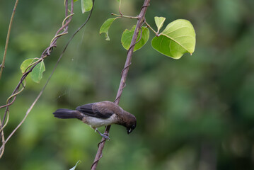 A small, vibrant White rumped Munia perched on a twisting vine. The bird has a dark, which contrast with its lighter greyish body. The background is blurred with lush green.