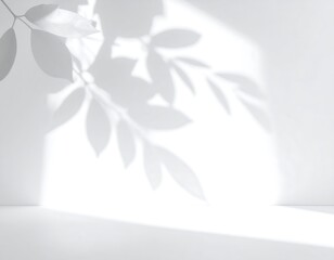 Simple white room with leaf shadows