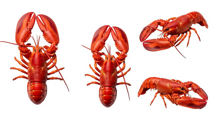 Four red lobster views on black background