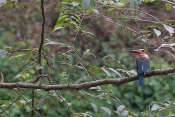 Colorful Stork billed kingfisher perched on a tree branch in its natural habit. the bird display vibrant blue wings, a bright red beak, and a striking golden brown body, surrounded by lush green .