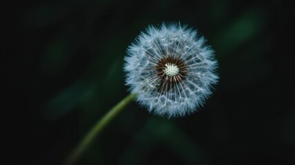 Dandelion's Delicate Sphere: A close-up showcases a fluffy dandelion seed head against a dark backdrop, embodying nature's fragility and the cycle of life.