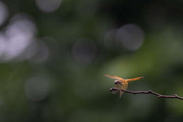 A vibrant golden orange dragonfly perched delicately on a thin branch against a blurred green and purple bokeh background.