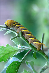 Monarch Butterfly Larva is eating and destroying the eggplant plant