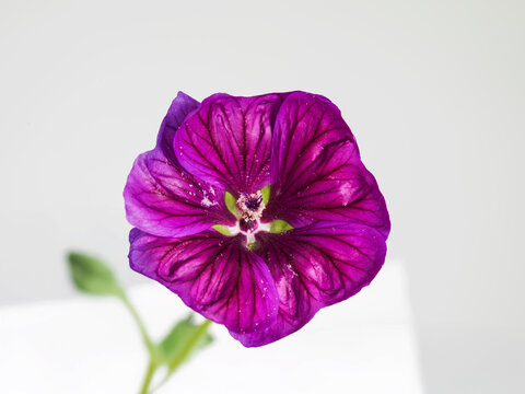 Still life of Malva flowers and including leaves, pedals, pollen and the gynoecium. Malva Sylvestris