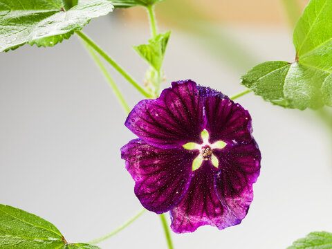 Still life of Malva flowers and including leaves, pedals, pollen and the gynoecium. Malva Sylvestris