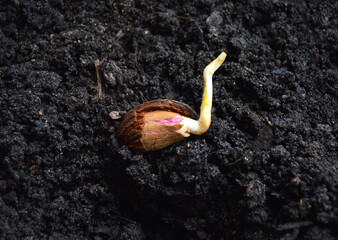 a sprouted almond pit is planted in the ground. the bone lies on the ground and a sprout of the future tree appeared from it. Macro shot of almond sprouts