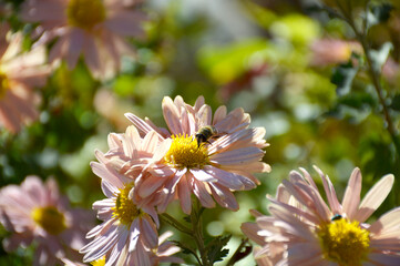 aster or chrysanthemum. bee pollinates an autumn flower in the rays of the sun at sunset....