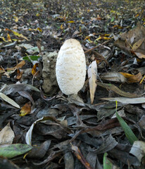 autumn mushroom among fallen dry leaves. beauty in nature. mushroom picking, poisonous and edible mushrooms. silent hunt