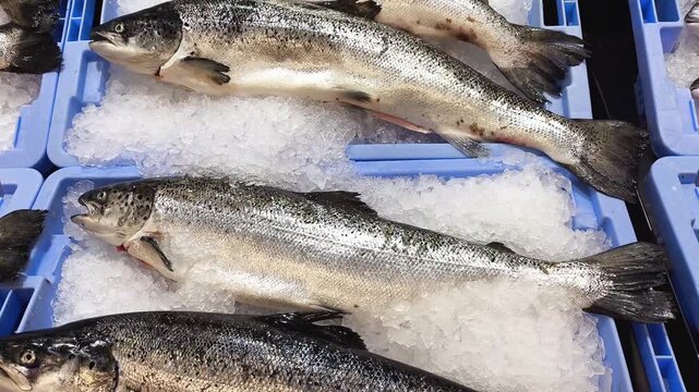 Salm&oacute;n fresco en pescader&iacute;a 