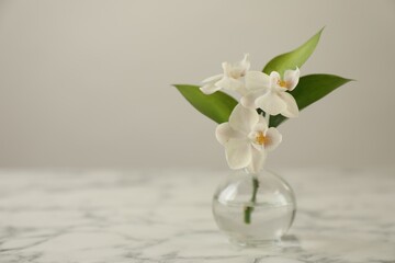 Beautiful orchid flowers with leaves in glass vase on white marble table, closeup. Space for text