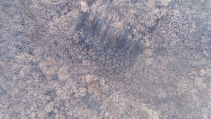 Aerial view of winter forest covered with snow