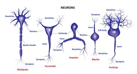 types of neurons - neuron classification (structural classification of neuron)