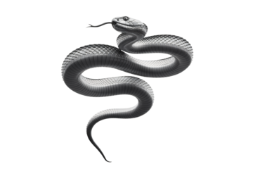 Striking silver snake slithering, a symbol of transformation and healing
