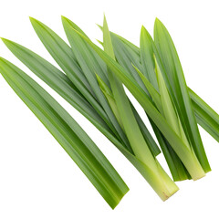 Fototapeta premium Bunch of Fresh Green Pandan Leaves long