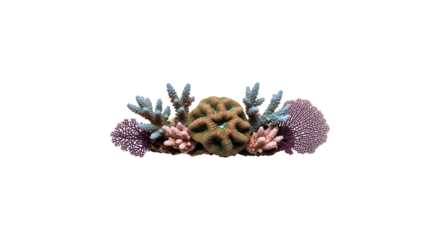 Vibrant coral reef formation, showcasing diverse shapes and colors, isolated on transparent background, a testament to the oceans biodiversity