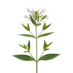 Fototapeta premium Green Plant Stem with Small White and Pink Flowers