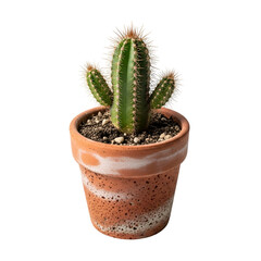 Potted Cactus Plant with Multiple Arms on Black Background