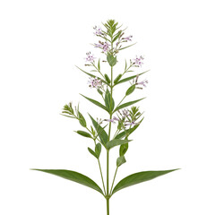 Fototapeta premium Tall Flowering Plant with Small Pink Flowers white