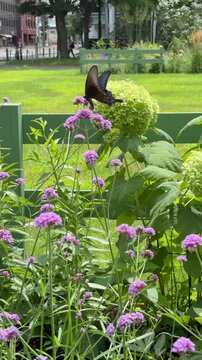 Black swallowtail butterfly with beautiful blue wings in a flower bed 