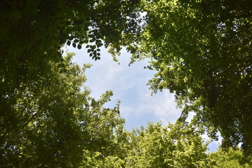 Coin de ciel bleu ensoleillé apparaissant au milieu des feuilles d'arbres vertes, laissant apparaître une lueur d'espoir.