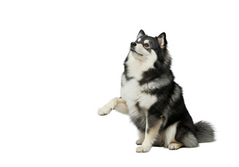 Obraz premium Majestic Finnish Lapphund, fluffy grey, white, black fur, right paw raised, calm alert gaze, with a premium bone-shaped biscuit on clean light grey studio background, concept of premium pet product