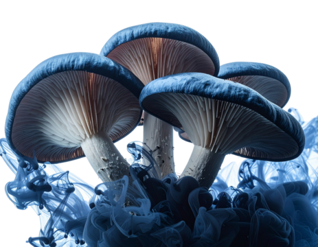 Floating Ink Cloud Oyster Mushrooms transparent background