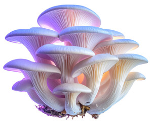 Ethereal Oyster Mushroom Cluster transparent background