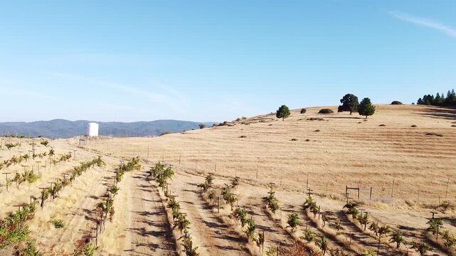 Vibrant Vineyard Rows Stretching view captures neat rows of green grapevines contrasting with dry, golden hills under a brilliant clear blue sky. A distant structure stands on the horizon. 
