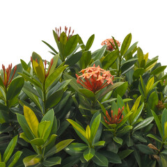 Orange Ixora Flowers And Green Leaves On Black Background orange flowers blossoms