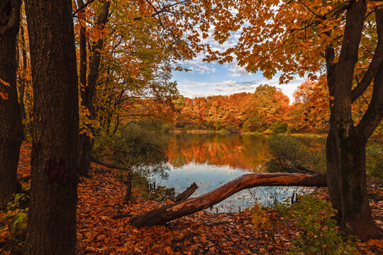 Beautiful autumn scene, with a fallen tree trunk lying on the shore of a tranquil pond. The bright yellow leaves are reflected in the still water, creating a stunning mirror image of the natural bea
