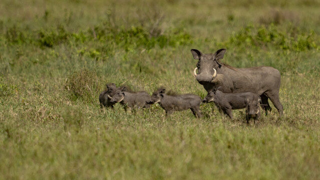 View of a mother warthog leads her small family through the vibrant, tall grasses of the African savanna, Seronera, Mara Region, Tanzania.