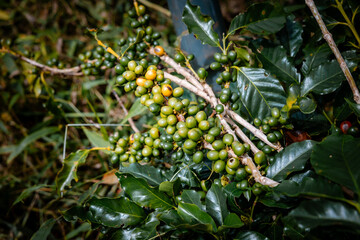 Coffee bean berry plant fresh seed coffee tree growth in green eco organic farm. Close up red ripe seed robusta arabica berries harvest for coffee garden. Fresh coffee bean green leaf bush
