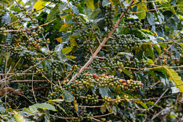 Coffee bean berry plant fresh seed coffee tree growth in green eco organic farm. Close up red ripe seed robusta arabica berries harvest for coffee garden. Fresh coffee bean green leaf bush